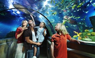 Familie kigger på fisk i en tunnel der går gennem et stort bassin.
