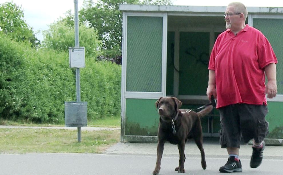 Overvægtig mand i rød t-shirt og sorte shorts lufter brun labrador foran busstoppested