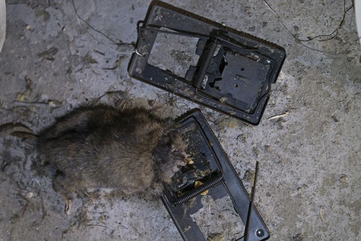 En rotte sidder fastklemt i en fælde