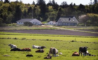 En gård med en grøn mark foran med køer.