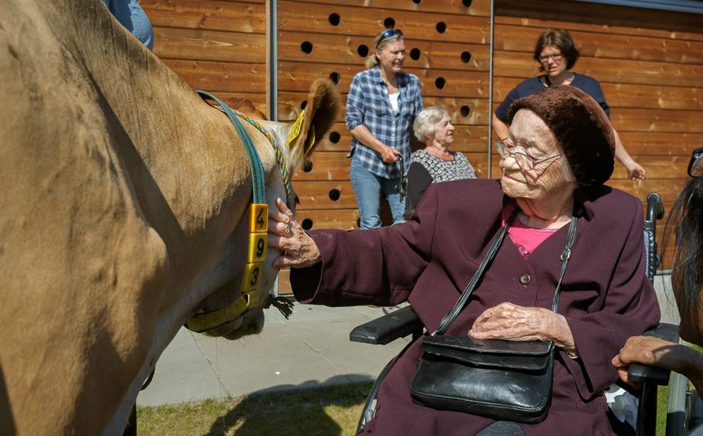 Ældre dame klapper en ko på Bredballegård