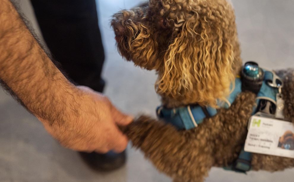 Mickey, Olga og Samson er første terapihunde i | Fagbladet FOA